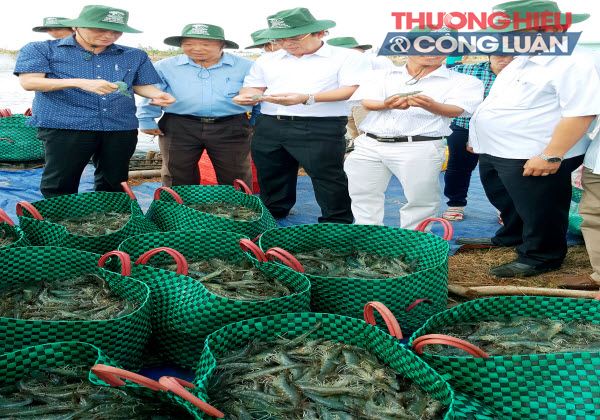 Bạc Liêu: Kiên quyết loại bỏ tình trạng bơm chích tạp chất và mua bán tôm tạp chất - Hình 2