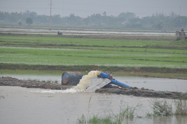 Thừa Thiên Huế: Mưa lớn kéo dài, hàng chục ha lúa ngập sâu trong biển nước - Hình 2