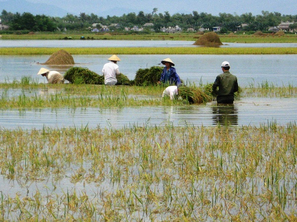 Thừa Thiên Huế: Mưa lớn kéo dài, hàng chục ha lúa ngập sâu trong biển nước - Hình 1