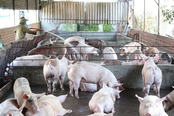 Trung Quốc đồng ý về chủ trương nhập khẩu thịt heo chính ngạch từ Việt Nam - Hình 1