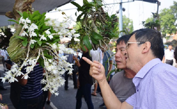 Tưng bừng ngày hội triển lãm hoa lan tỉnh Bắc Ninh mở rộng lần thứ Nhất - Hình 3