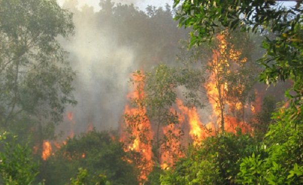 Xảy ra nhiều vụ cháy rừng trong đợt nắng nóng vừa qua - Hình 3