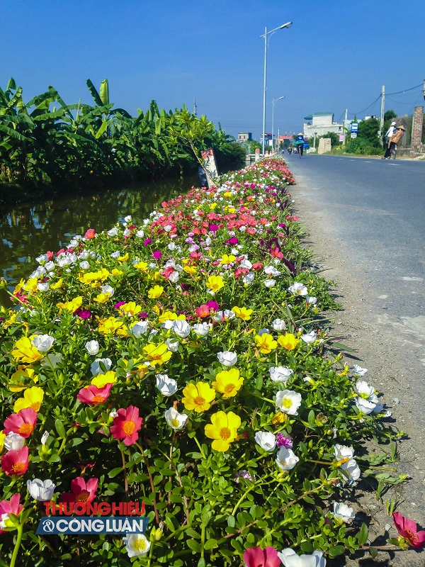 Về Nam Định ngắm những cung đường “nở hoa” - Hình 1