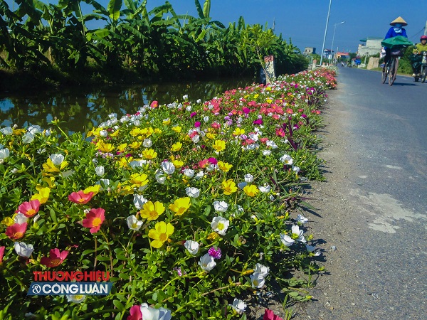 Về Nam Định ngắm những cung đường “nở hoa” - Hình 2