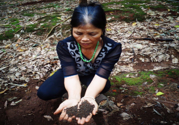 Phân bón giả tung hoành – Bài 5: Có sự “bảo kê” của cán bộ QLTT
