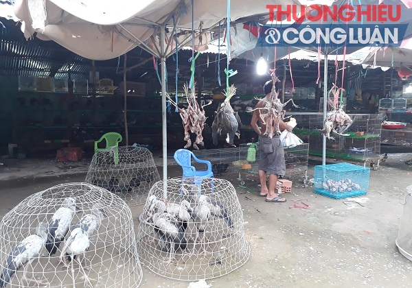 Long An: Chợ nông sản Thạnh Hóa buôn bán chim trời?