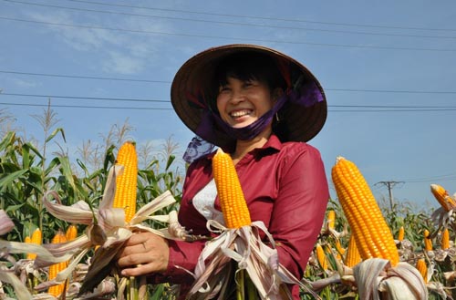 Vĩnh Phúc: Hơn 14,5 tỷ đồng hỗ trợ sản xuất ngô biến đổi gen năm 2017