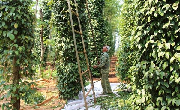 Bình Phước: Nông dân khốn khó vì giá tiêu liên tục giảm