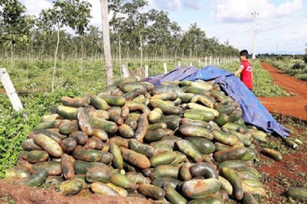 Gia Lai: Liên tục xảy ra tình trạng nông dân bị DN lừa trồng nông sản rồi tháo chạy