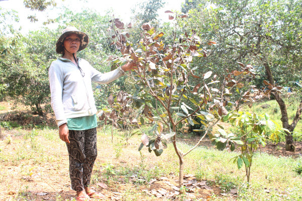 Nông dân mất mùa vì dịch bệnh (Lâm Đồng) - Bài 1: Cây điều cháy trơ cành