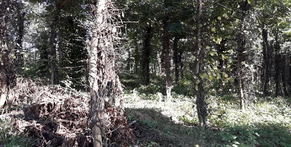 Phân bón giả “tung hoành” - Bài 8: Tiêu chết có phải do phân bón?