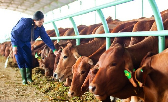 Phát triển chăn nuôi phải có kế hoạch tiêu thụ sản phẩm cụ thể đối với từng thị trường - Hình 1