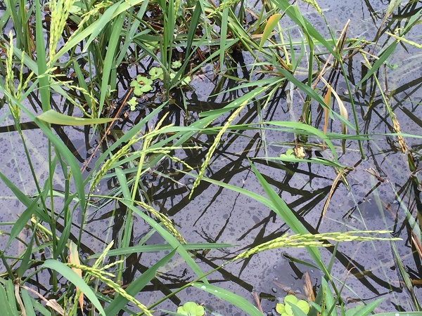 Quảng Ninh: Nhiều người dân bị ảnh hưởng sự cố tràn dầu