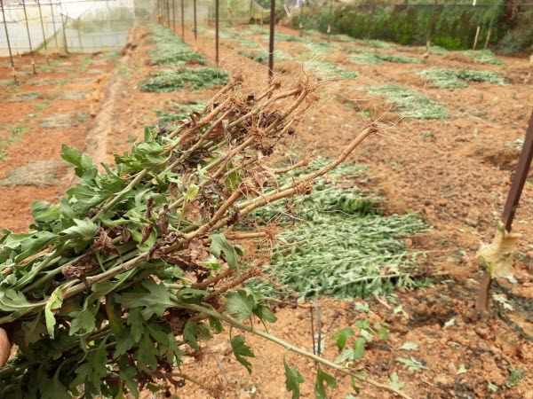 Nông dân mất mùa vì dịch bệnh (Lâm Đồng) - Bài 2: Ngậm ngùi nhổ bỏ...