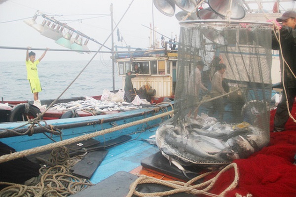 Dừng khai thác hải sản vùng đáy ở 4 tỉnh miền Trung - Hình 1