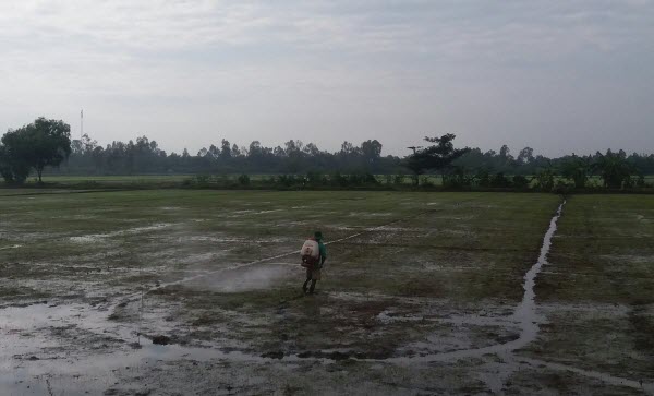 Nam Bộ: Nguy cơ dịch rầy nâu và bệnh vàng lùn xoắn lá