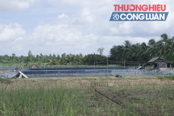 Thêm một mùa “mía đắng” (Trà Vinh) - Bài 1: Đâu rồi thời hoàng kim?