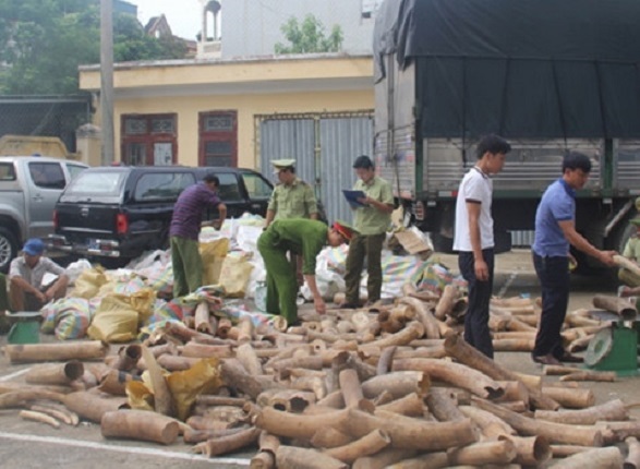 Thanh Hóa: Bắt giữ xe tải chở hơn 2,7 tấn ngà voi mang đi tiêu thụ - Hình 1