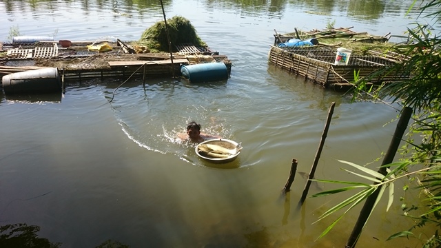 Huế: Cá nuôi lồng chết hàng loạt một cách bất thường