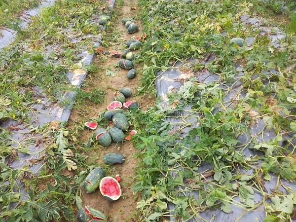 Hải Dương: Người nông dân “khóc ròng” vì trộm phá nát vườn dưa hấu