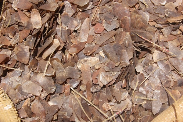 Hải Phòng: Hải quan thu giữ hàng trăm kg nghi là vảy tê tê