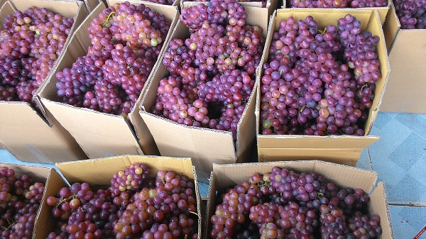 Chuyển động 389: Nho không rõ nguồn gốc bày bán khắp Hà Nội