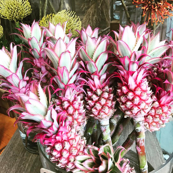 Trái dứa màu hồng thu hút sự tò mò của người dân