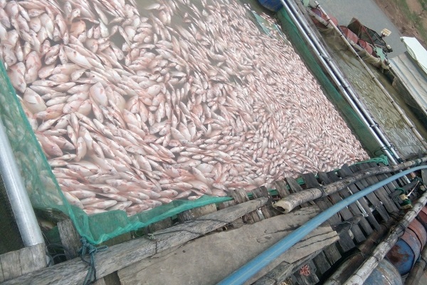 Chỉ sau một đêm chết gần trăm tấn cá (Kon Tum): Người dân “trắng tay” - Hình 2