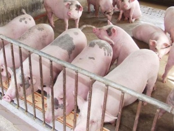 Giá lợn hơi tăng mạnh, lên tới 40.000 đồng/kg