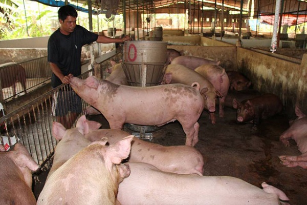 Trung Quốc mua thịt lợn qua đường tiểu ngạch: Cần hết sức thận trọng - Hình 1