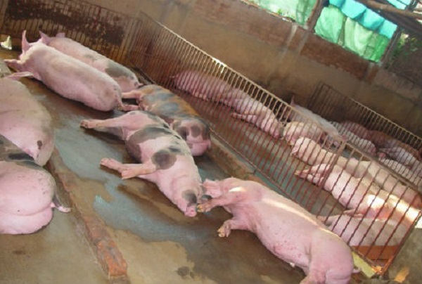 Giá lợn hơi tăng mạnh, lên tới 40.000 đồng/kg - Hình 1