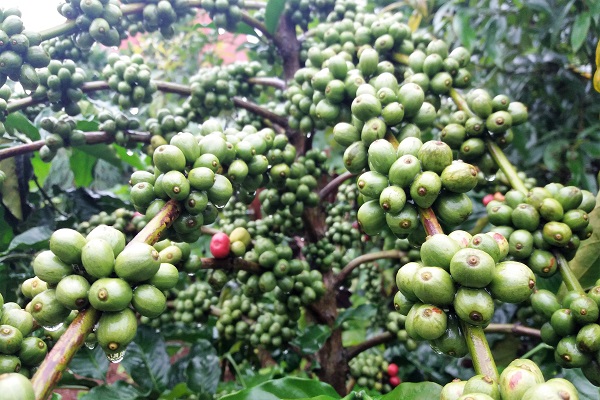 Gia Lai: Thành phố Pleiku cấp giống tái canh cà phê cho dân - Hình 3