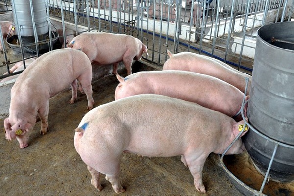 Giá thịt lợn tăng chóng mặt: Cảnh giác với sốt giá ảo - Hình 1
