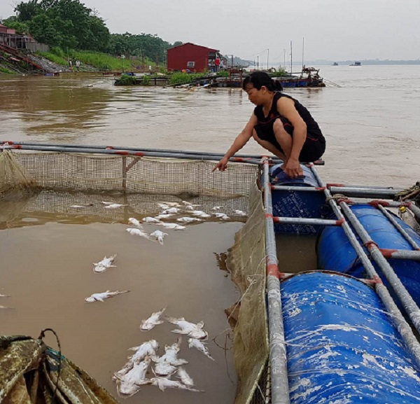 Cá lồng chết hàng loạt (Phú Thọ): Người dân xót xa lo lắng - mất ăn mất ngủ