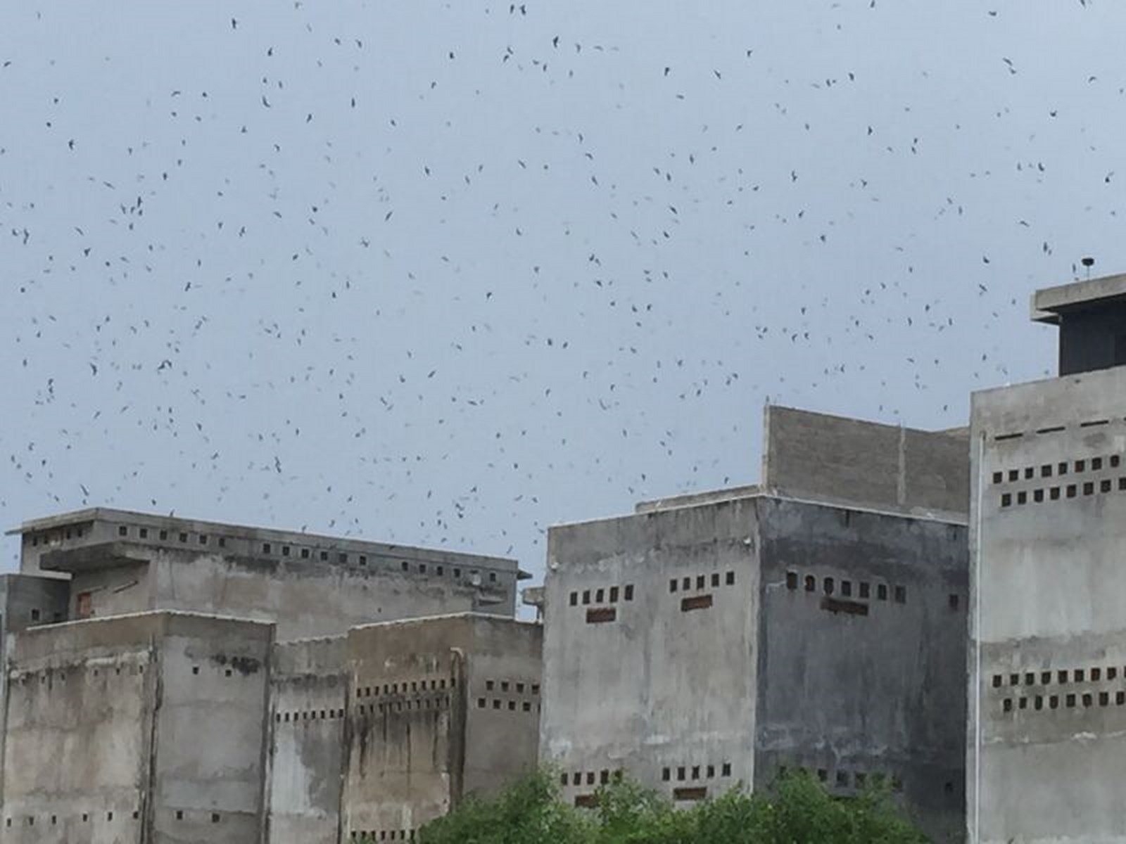 TP. HCM: Thị trường yến sào vẫn đang bỏ ngỏ