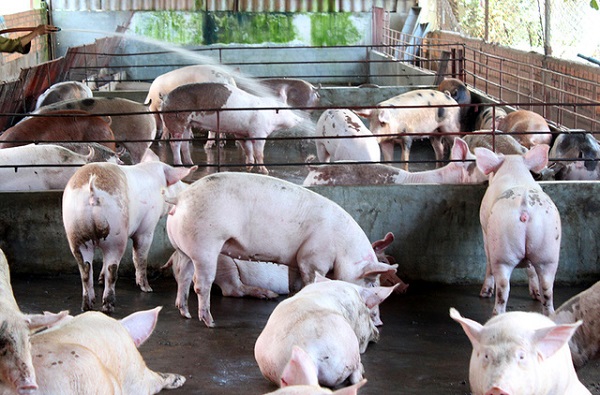 Giá thịt lợn tại Trung Quốc giảm 5 tháng liên tiếp - Hình 1