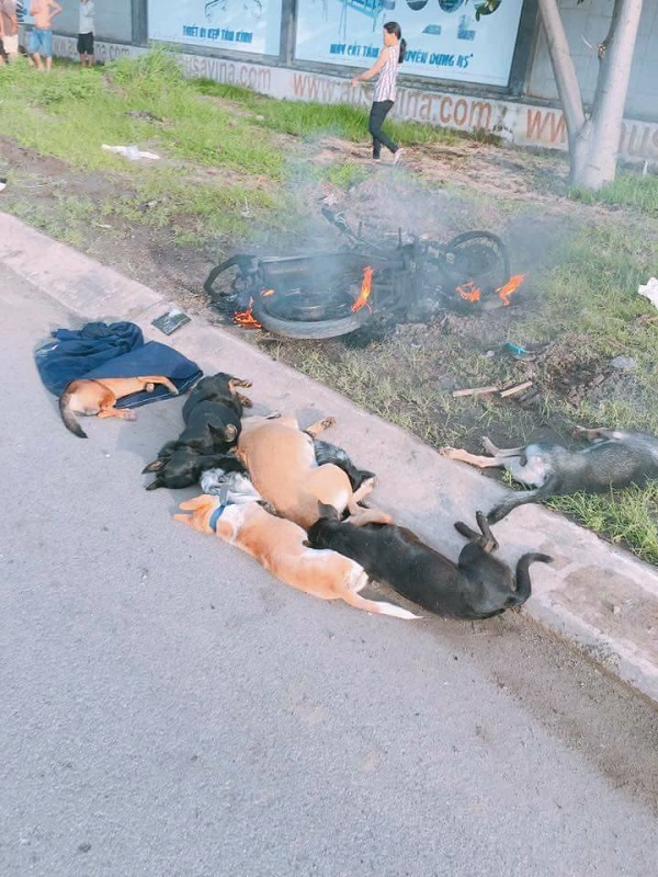 Đồng Nai: Trộm 6 con chó, 2 cẩu tặc bị đánh bất tỉnh