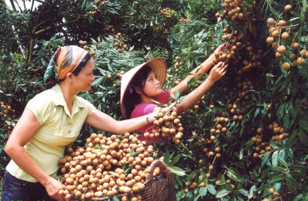 150 thương hiệu, sản phẩm nhận Thương hiệu Vàng nông nghiệp Việt Nam - Hình 1