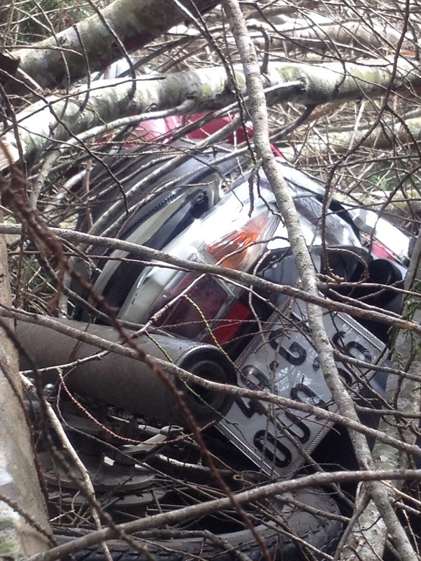 Đà Lạt: Cô gái may mắn thoát chết khi bi cây tùng đổ ra đường