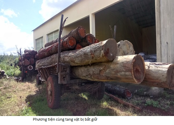 Gia Lai: Bắt xe công nông vận chuyển trái phép 25 lóng gỗ xoan đào - Hình 1