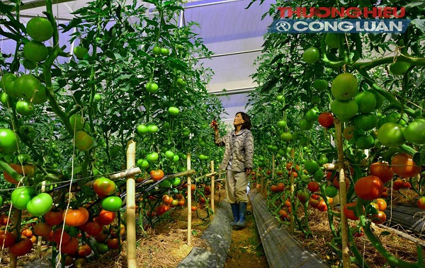 Truy xuất nguồn gốc thực phẩm sạch: Còn lắm gian nan!