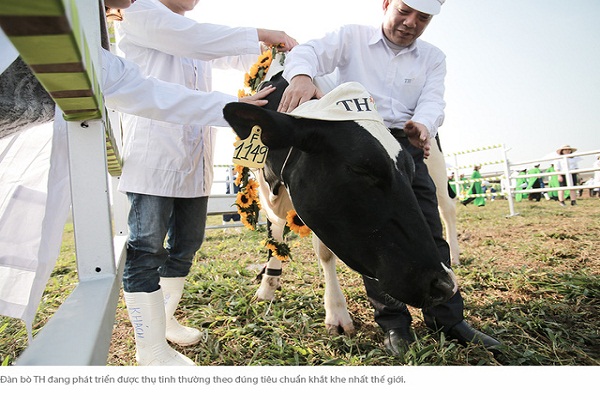 Trang trại TH – Sướng như... bò