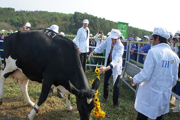 TH true MILK: Ra mắt trang trại bò sữa hữu cơ đầu tiên tại Việt Nam - Hình 2