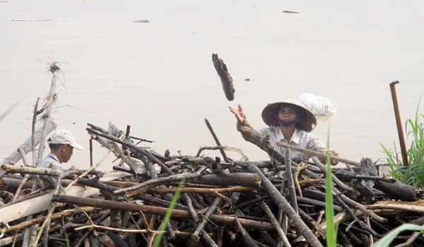 Phú Thọ: Coi thường tính mạng, người dân đua nhau vớt củi trên sông khi nước dâng cao - Hình 4