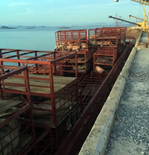 Quảng Ninh: Phát hiện gần 7 tấn lợn trong tình trạng bốc mùi hôi thối