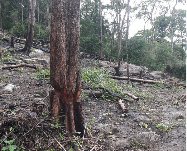 Tiếng kiêu cứu từ rừng Tây Nguyên - Bài 3: Phá rừng không lấy gỗ