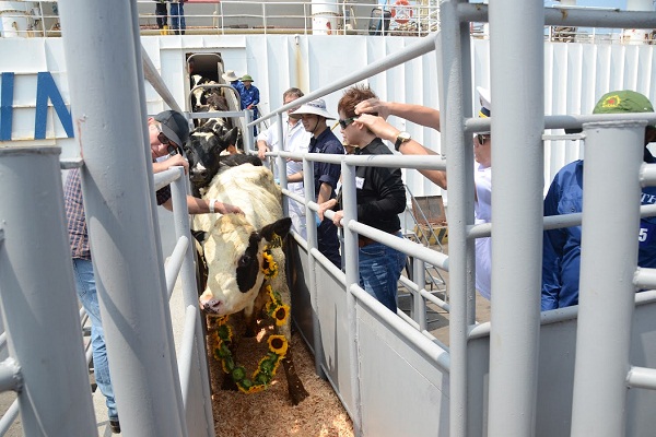Kinh ngạc với công nghệ cao tại trang trại bò sữa TH - Hình 2