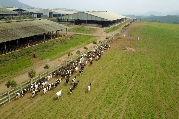 Kinh ngạc với công nghệ cao tại trang trại bò sữa TH - Hình 5