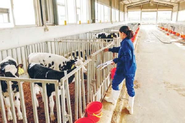Trang trại bò sữa TH True Milk: Sánh ngang với các nước phát triển - Hình 1