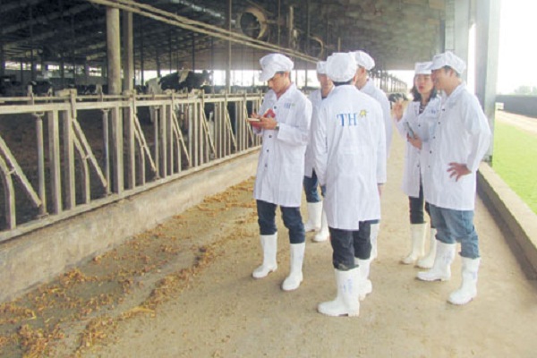 Trang trại bò sữa TH True Milk: Sánh ngang với các nước phát triển - Hình 3